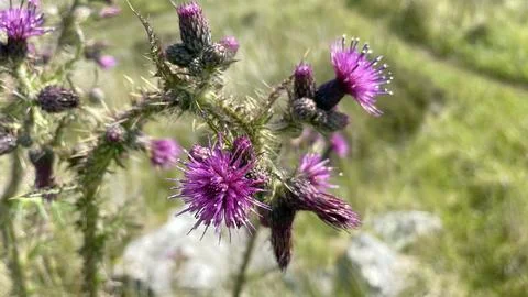 Highland thistle Stock Photos