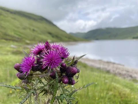 A Highland Thistle Stock Photos