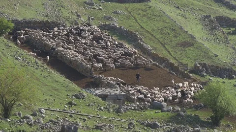 Highlander catches sheep in flocks Stock-Footage 75464755