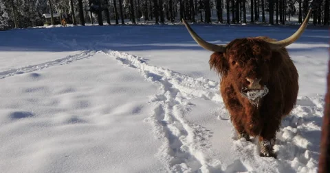 Highlander cow Stock Footage 168210533