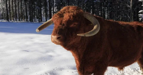 Highlander cow in the  snow Stock Footage 168221148