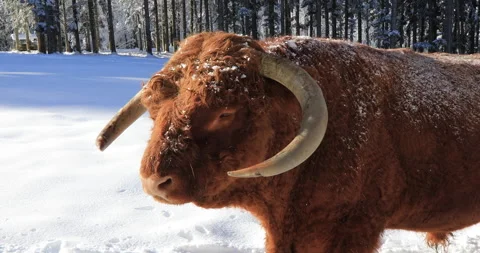 Highlander cow in the  snow Stock Footage 168231726