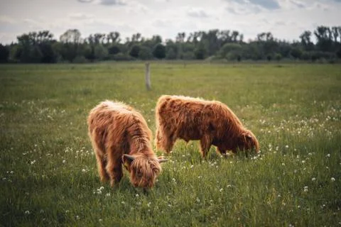 Highlander cows cattle in Scotland Stock Photos