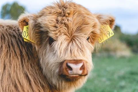 Highlander cows in the dunes of Wassenaar Stock Photos