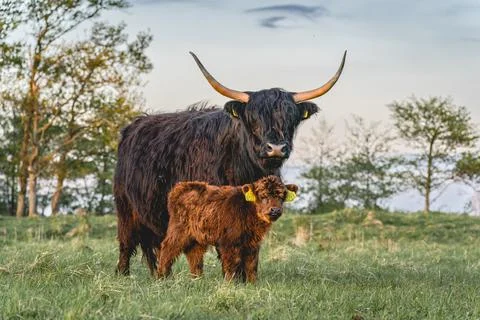 Highlander cows in the dunes of Wassenaar Stock Photos