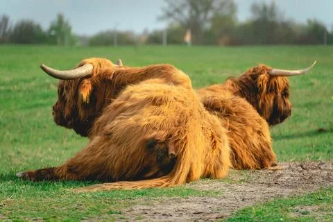Highlander cows Laying down in the field of Wassenaar Stock Photos