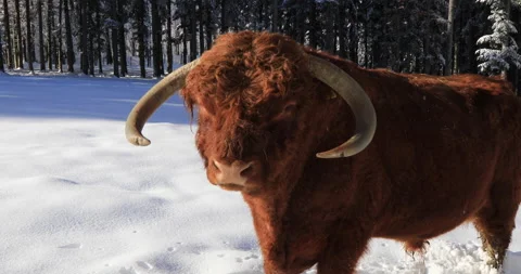 Highlander ikn the  snow Stock Footage 168221601