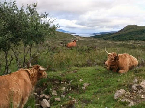 Highlander Stock Photos