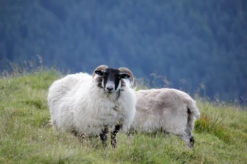 Highlander Sheeps Stock Photos