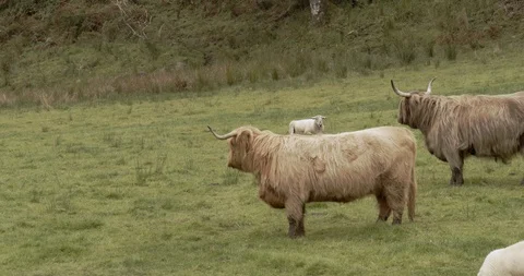Highlands Cows Stock Footage 117375145