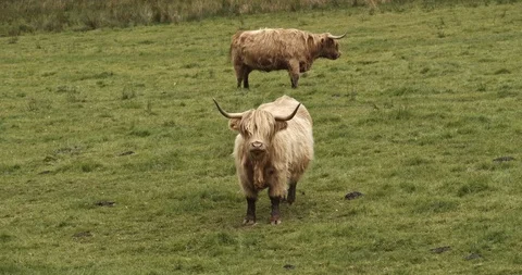 Highlands Cows Stock Footage 117375212