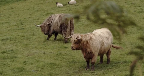 Highlands Cows Stock Footage 117375264