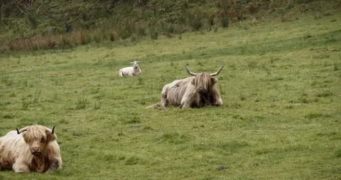 Highlands Cows Stock Footage 117375320