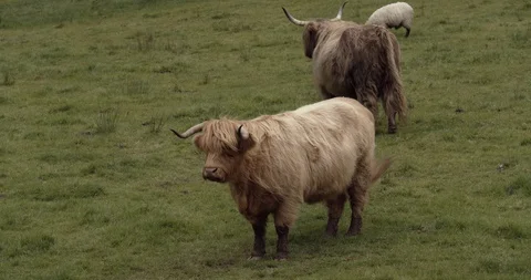 Highlands Cows Stock Footage 117375440