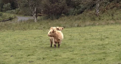 Highlands Cows Stock Footage 117375485
