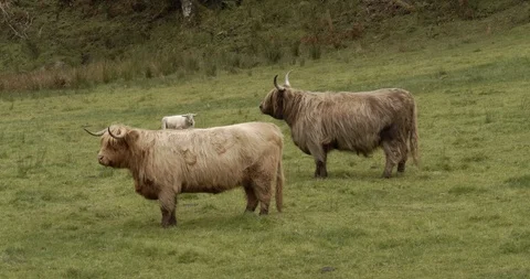 Highlands Cows Stock Footage 117376239