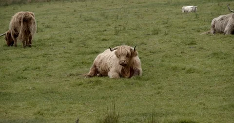 Highlands Cows Stock Footage 117376297