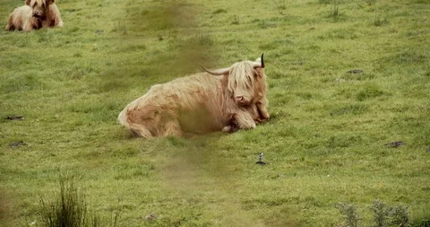 Highlands Cows Stock Footage 117376334