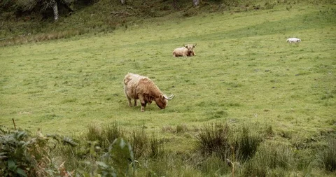 Highlands Cows Stock Footage 117376355