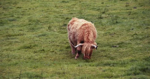 Highlands Cows Stock Footage 117376360