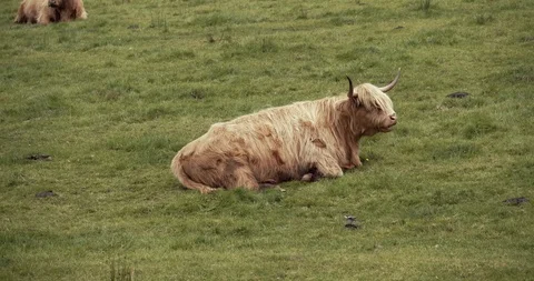 Highlands Cows Stock Footage 117376365