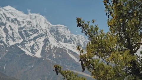 Highlands, green pine with big cones in front of snow mountain, blue sky, Nepal Stock Footage 124676667