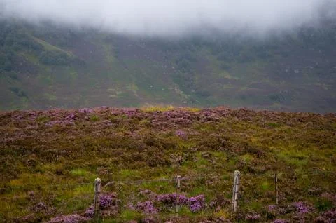 Highlands hillside 库存照片