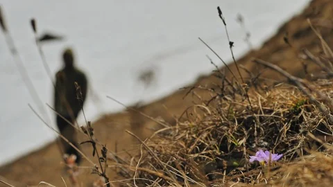 Highlands spring, small purple primrose flower bloom near severe snow slope Stock Footage 124677387