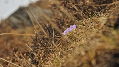 Highlands spring, small purple primula flower bloom at severe mountain slope Stock Footage 124677191