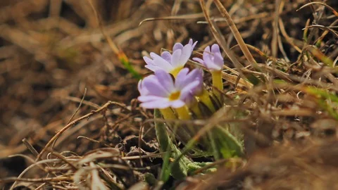 Highlands spring, violet tender flower petals of Primula veris shake on wind Stock Footage 124676872