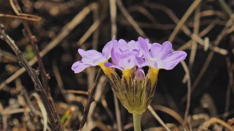 Highlands spring, wild primula bloom, gentle flower petals shake on wind, Nepal Stock Footage 124676617