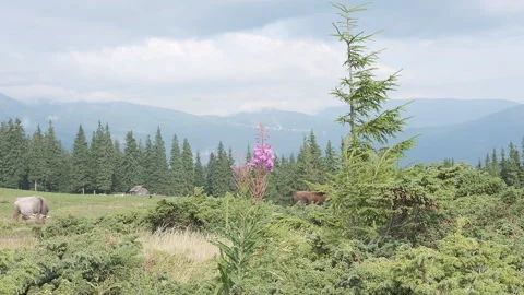 Highlands on which cows graze. Ecological pasture of cows. Grazing cows in the Stock Footage 121396916