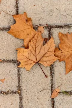 Highlight of a maple leaf Stock Photos