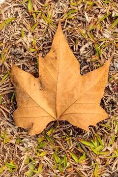 Highlight of a maple leaf Stock Photos