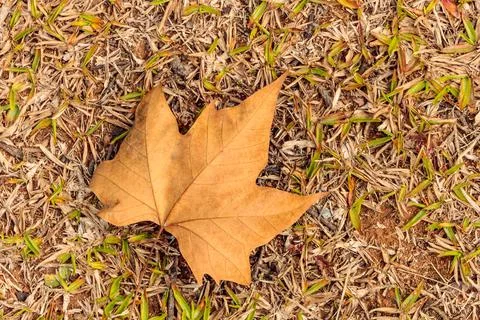 Highlight of a maple leaf Stock Photos