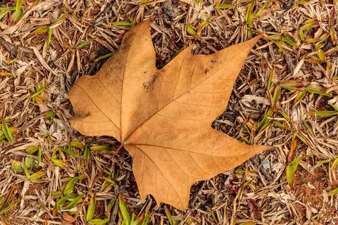 Highlight of a maple leaf Foto stock