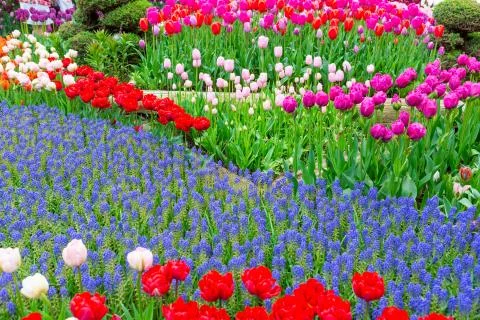 Highlight of RoozenGaarde is muscari path through tulips. Scagit Valley Tulip Stock Photos