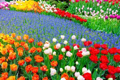 Highlight of RoozenGaarde is muscari path through the Outbreak tulips and oth Stock Photos