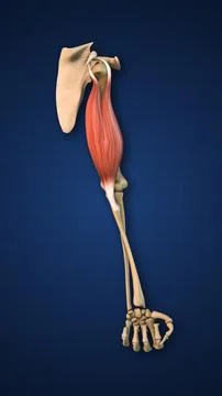 Highlighted Biceps Muscle with Upper Limb イラスト素材