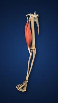 Highlighted Biceps Muscle with Upper Limb Illustration