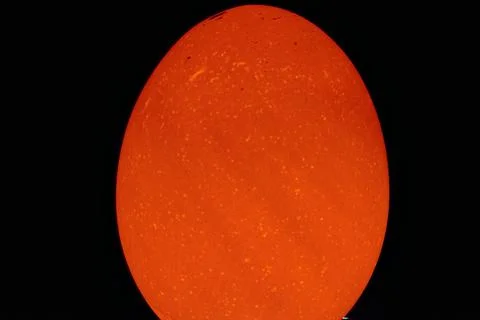 Highlighted egg Stock Photos