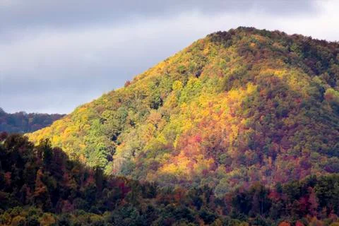 Highlighted fall trees Stock Photos