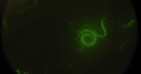 Highlighted green worms under the microscope, moving in a petri dish, macro shot Stock Footage 121013739