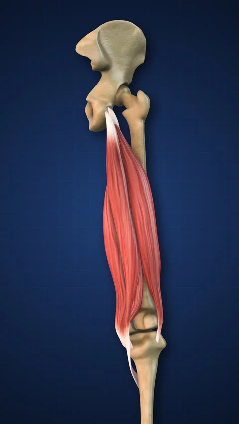 Hamstring Anatomy Stock Footage ~ Royalty Free Stock Videos | Pond5