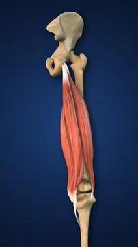 Highlighted Hamstring Muscle with Lower Limb Stock Illustration