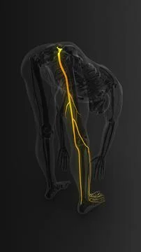 Highlighted Sciatica Nerve in Bending Man Stock Illustration