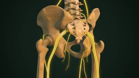 Highlighted Sciatica Nerve with Bone Structure Illustration