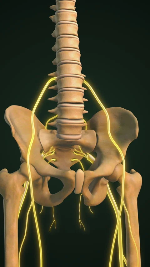 Highlighted Sciatica Nerve with Bones Stock Footage 289609908