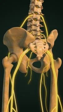 Highlighted Sciatica Nerve with Bones Illustration