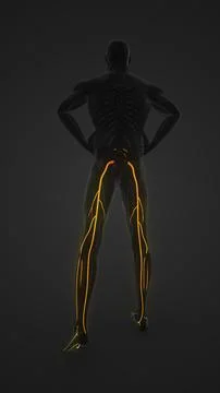 Highlighted Sciatica Nerve in Male Anatomy イラスト素材